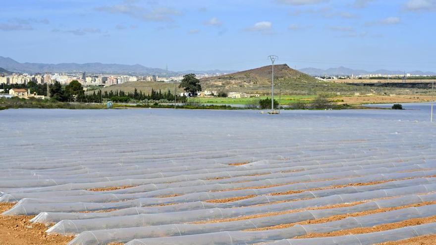 Las limitaciones por la Ley del Mar Menor no frenan el cultivo de melones y sandías