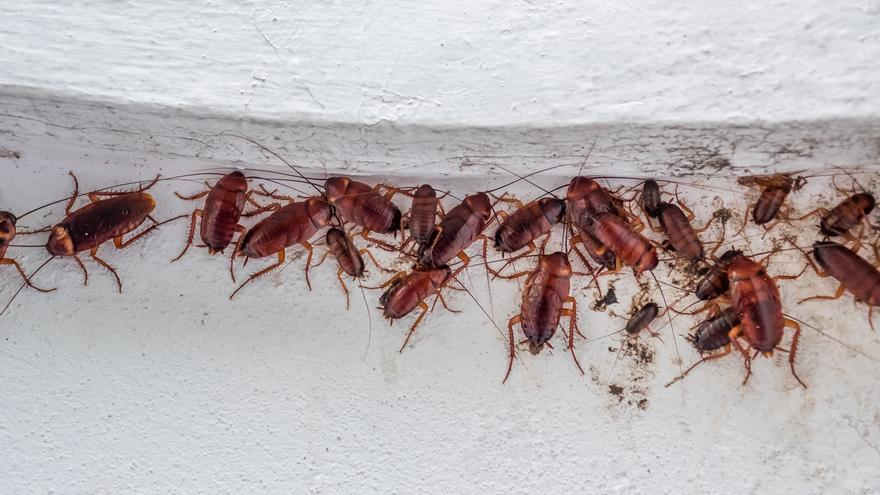 Insectos: Elimina las cucarachas de tu casa con estos remedios caseros