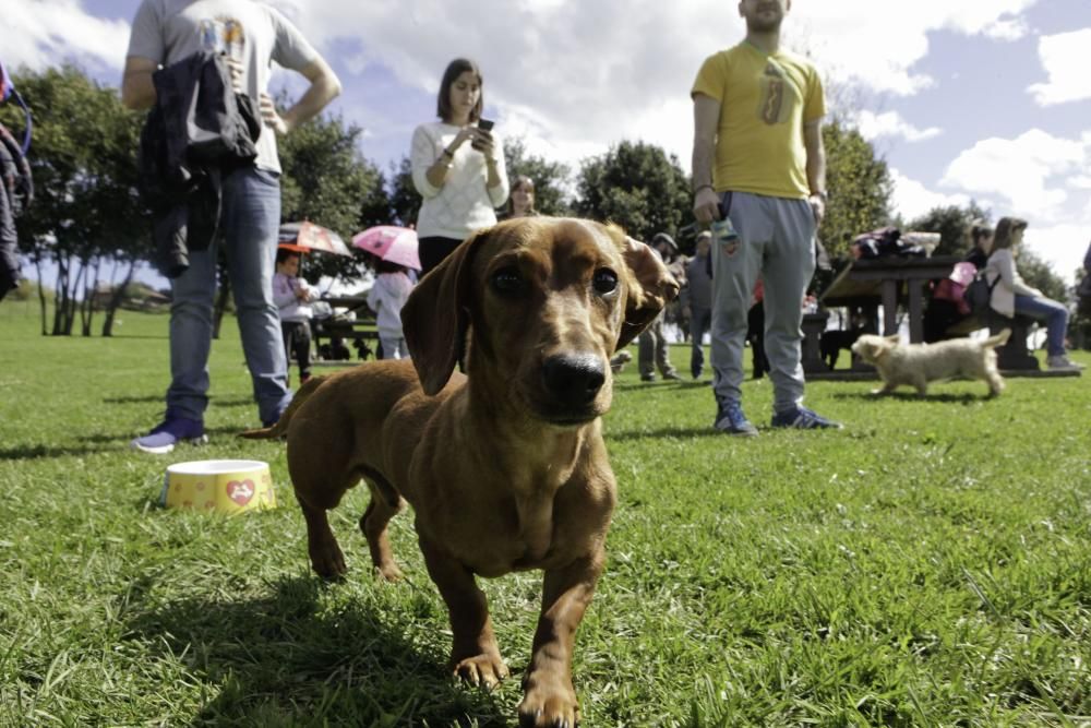 Concentración de perros teckel en Los Pericones.