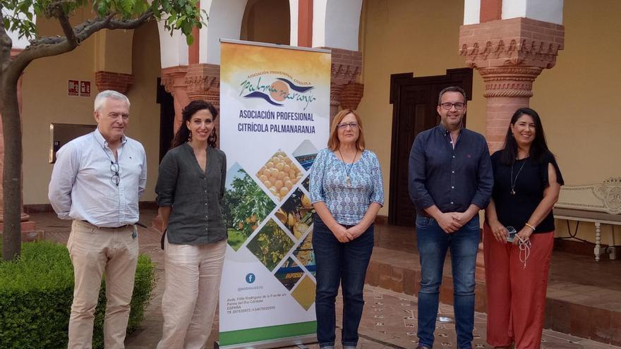 Los citricultores de la Vega se plantean dejar el fruto en el árbol por los malos precios