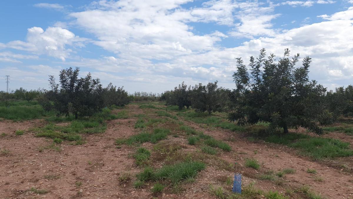 Finca de algarrobos jóvenes en la Vall d&#039;Uixó. Se plantan separados hasta 12 ó 15 metros para evitar que se toquen las ramas al aumentar de tamaño.