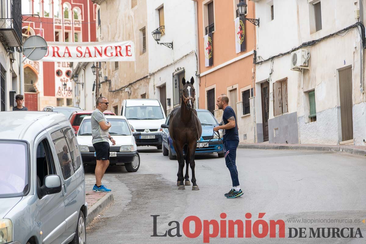 Control veterinario de los Caballos del Vino en Caravaca