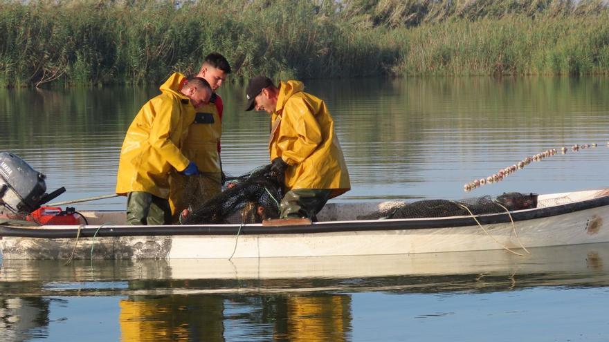 Los técnicos de Riegos de Levante realizan la pesca extractiva de carpas mediante la técnica de la paranza, reduciendo los daños colaterales. | CAROLINA GARCÍA