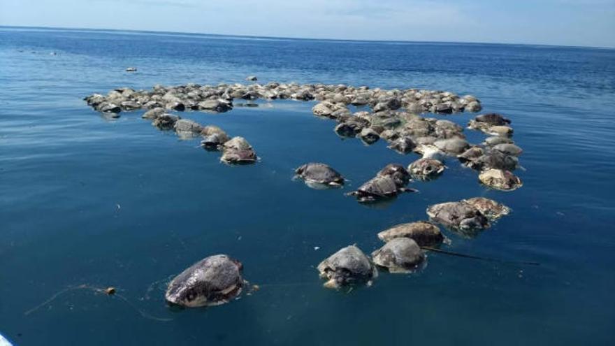 Unas 300 tortugas en peligro de extinción mueren en redes de atún en México