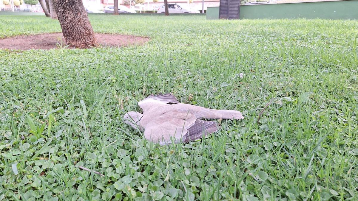 Imagen de ayer una de las tórtolas muertas en el parque de Josep Calduch de Vila-real.