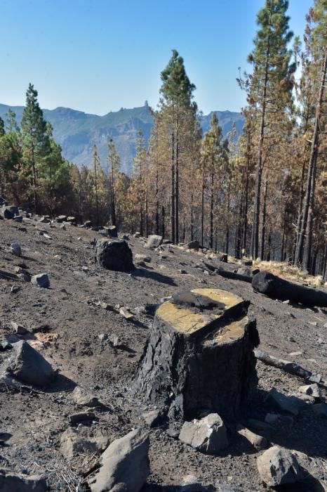 Quemas prescritas por el Cabildo de Gran Canaria