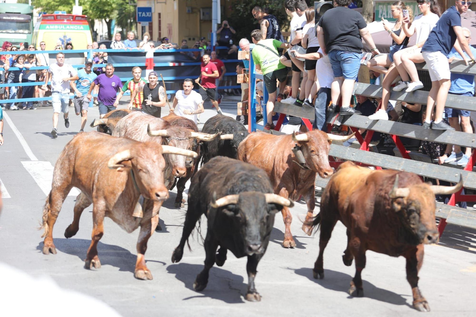 Encierro de cerriles y prueba del toro en las fiestas de Sant Pere del Grau