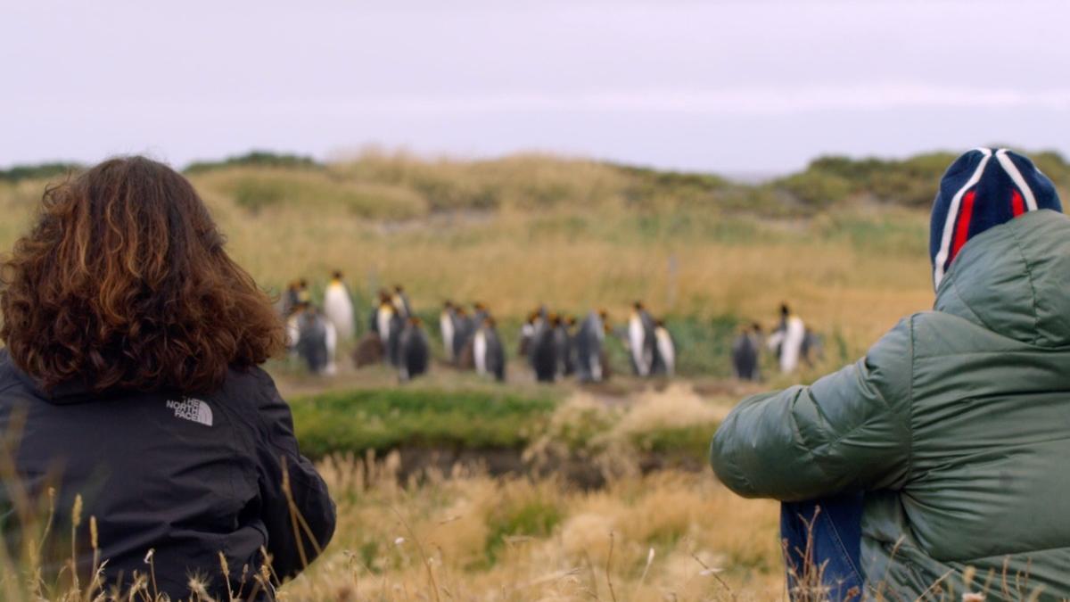 "Vínculo. La llamada del pinguino".