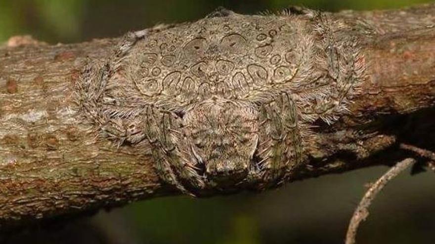 La araña que es capaz de volverse casi invisible y que atemoriza a los usuarios de Twitter