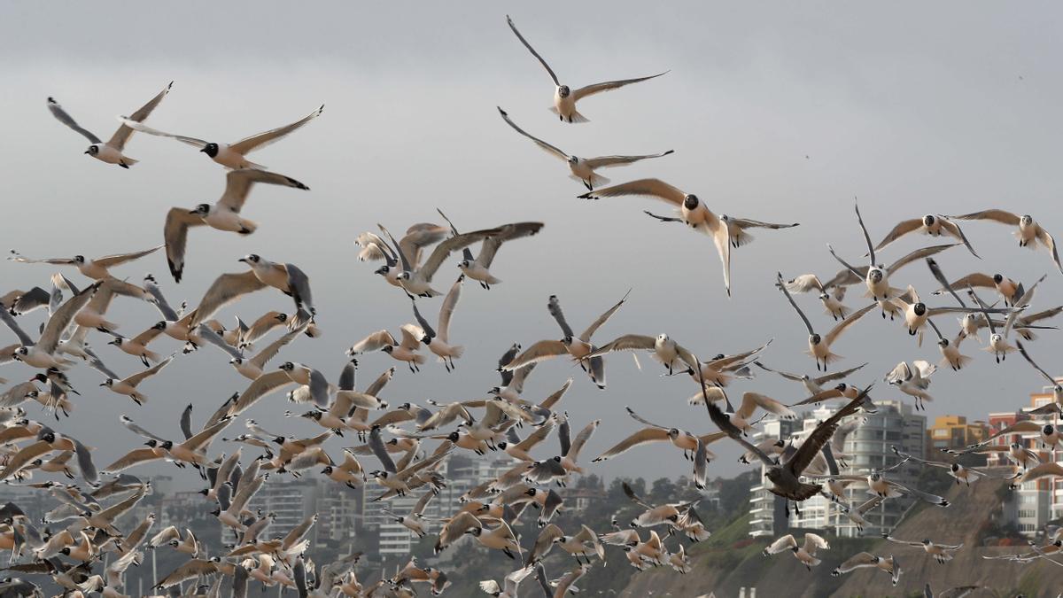 El confinamiento deja las playas de Lima repletas...de pájaros