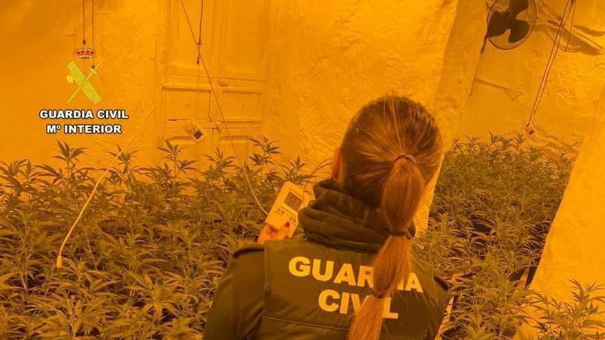 ortes de luz destapan una plantación de marihuana en Sax