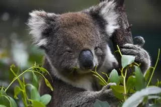 Abrazar koalas empieza a prohibirse en Australia
