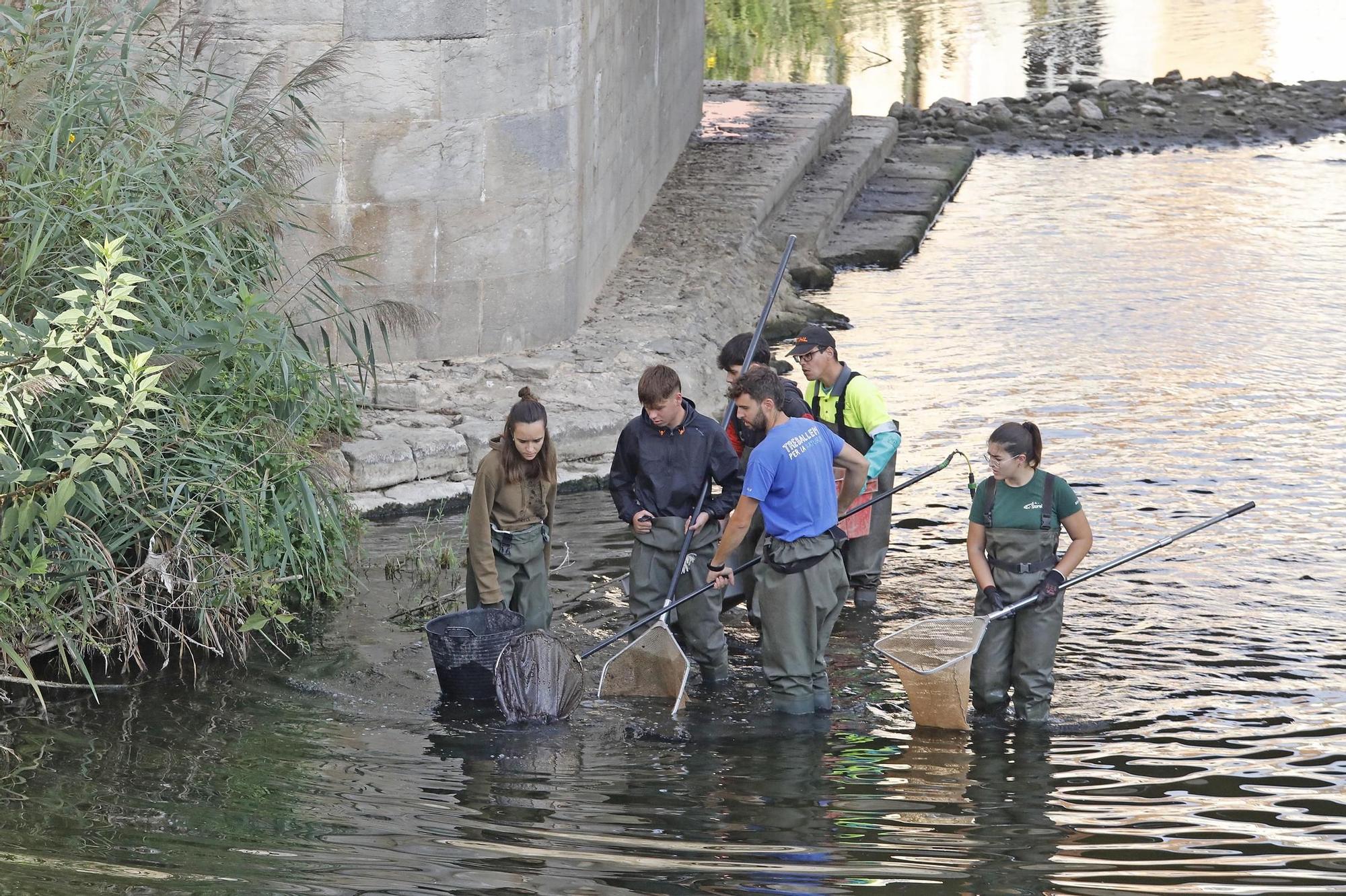 Girona torna a capturar peixos de l'Onyar amb pesca elèctrica