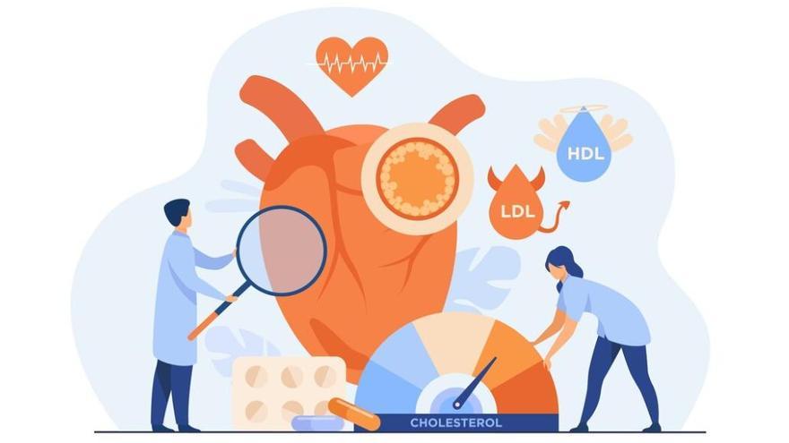 Colesterol, per què és important per al cos i quan és perjudicial per a la salut