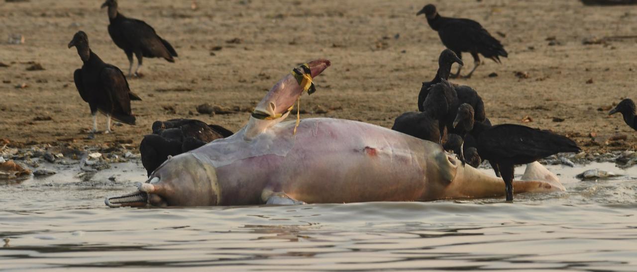 Delfín muerto por la sequía en el Amazonas
