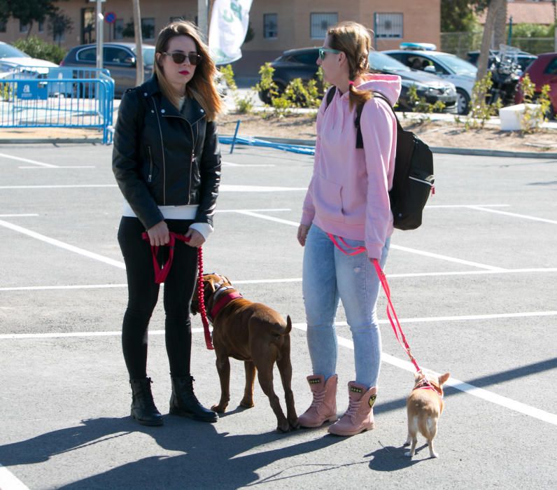 Can We Run: Gran carrera de perros para la concienciación animal