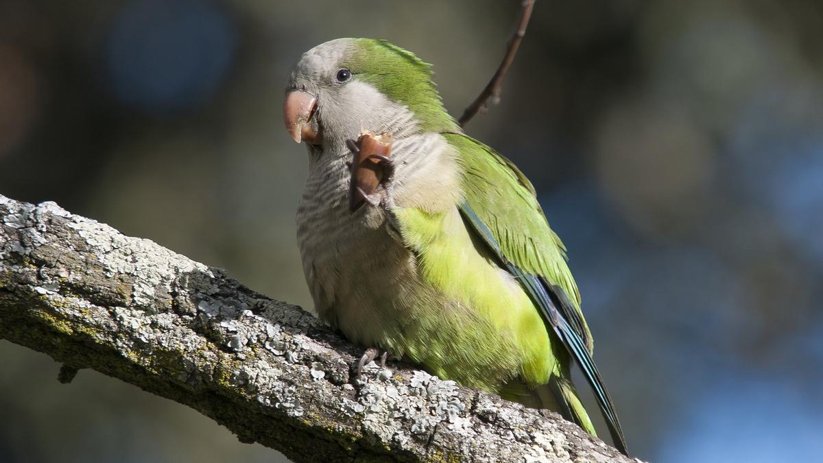 Las cotorras exóticas invaden 15 comunidades autónomas de España