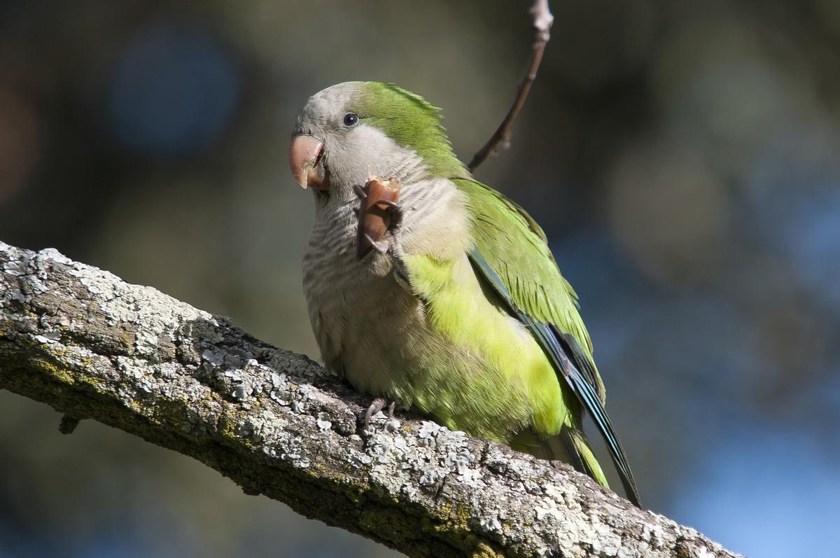 Las cotorras exóticas invaden 15 comunidades autónomas de España