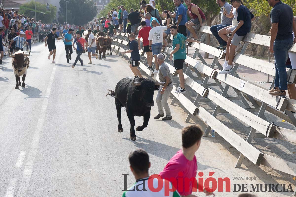 Quinto encierro de la Feria Taurina del Arroz en Calasparra