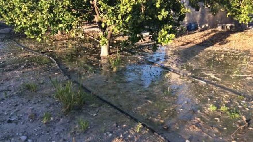 Una fuga de agua potable inunda desde marzo un campo de naranjos de Xàbia