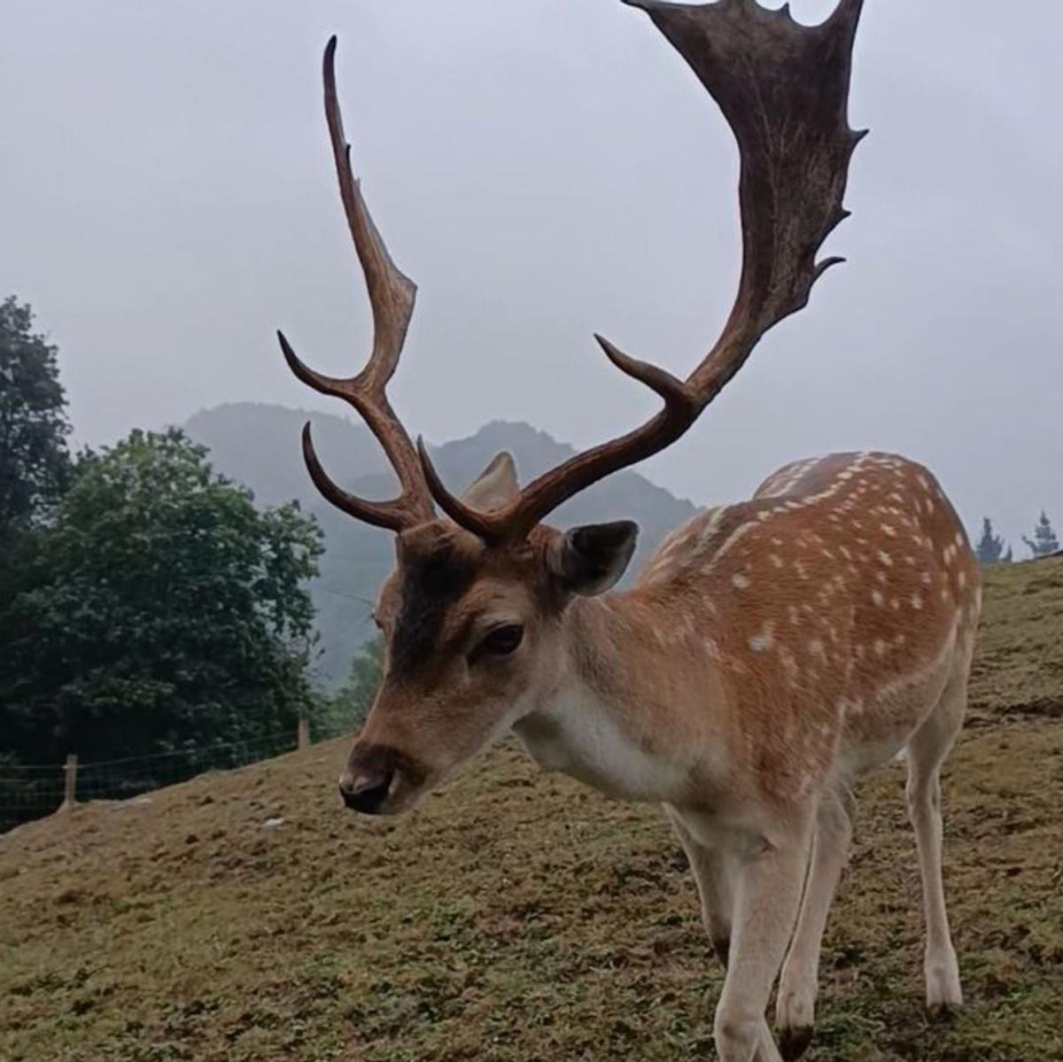 Cinco cebos para &quot;picar&quot; en los museos asturianos 