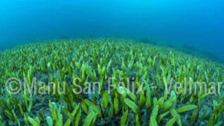 ´Caulerpa prolifera´ que crece frente a ses Figueretes donde hasta no hace mucho había una pradera de posidonia.