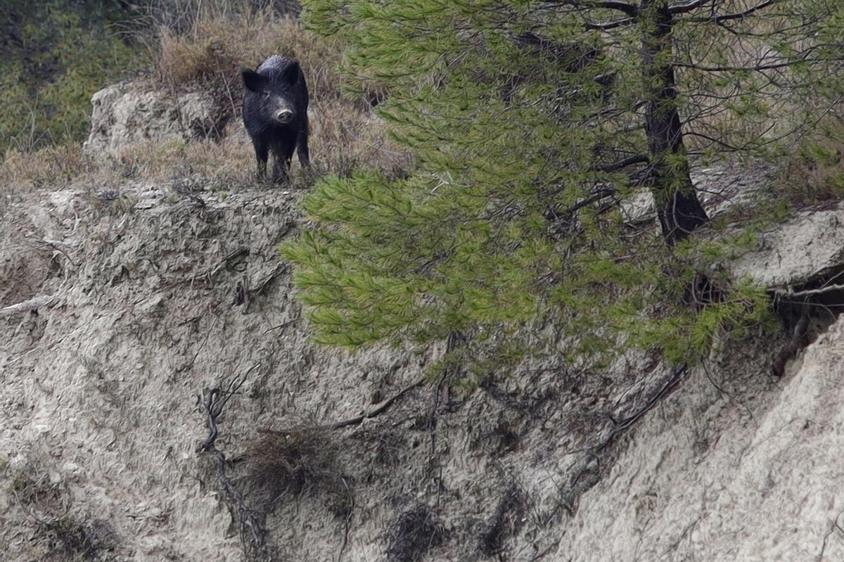 Las lluvias agravan el riesgo de derrumbes en el barranco de Benillup