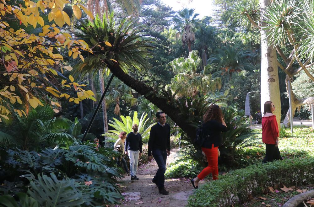 Afluencia masiva de público al botánico con motivo del mercado navideño que ofrecía, además, la posibilidad de visitar de forma gratuita, los jardines