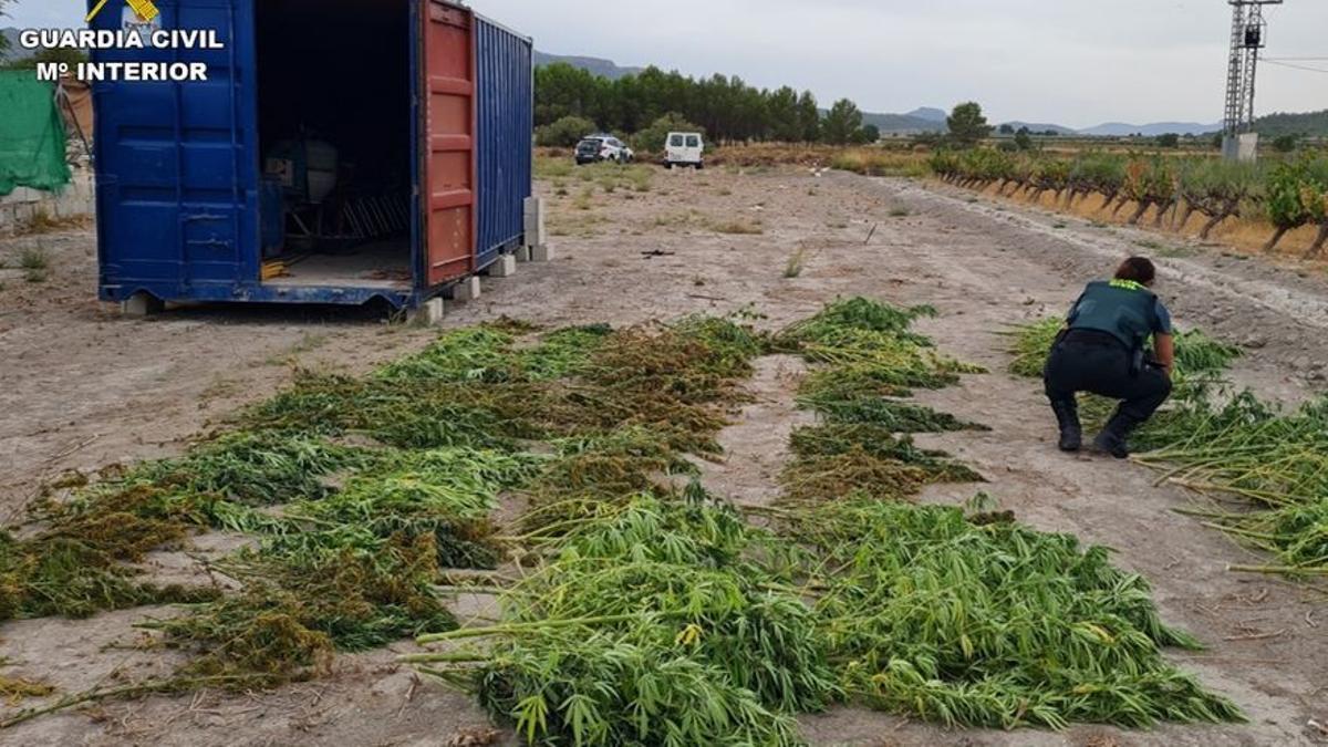 Un agente de la Guardia Civil examinando en Salinas las plantas de marihuana que estaban ocultas en un contenedor.