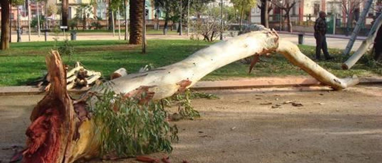 Vecinos del parque de Carcaixent critican la tala de tres eucaliptos de 50 años