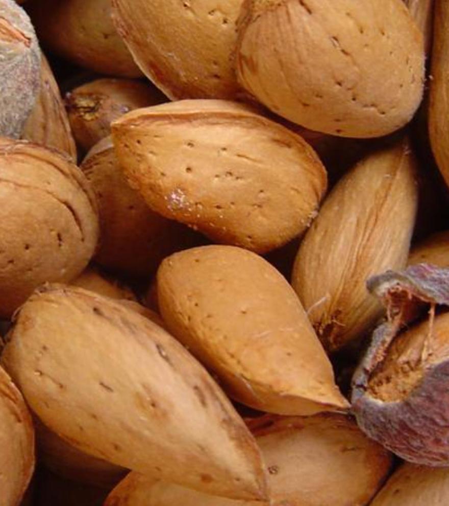 Adiós a las almendras: piden que no se consuman