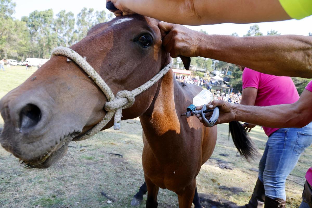 El curro de Mougás reúne a 550 caballos