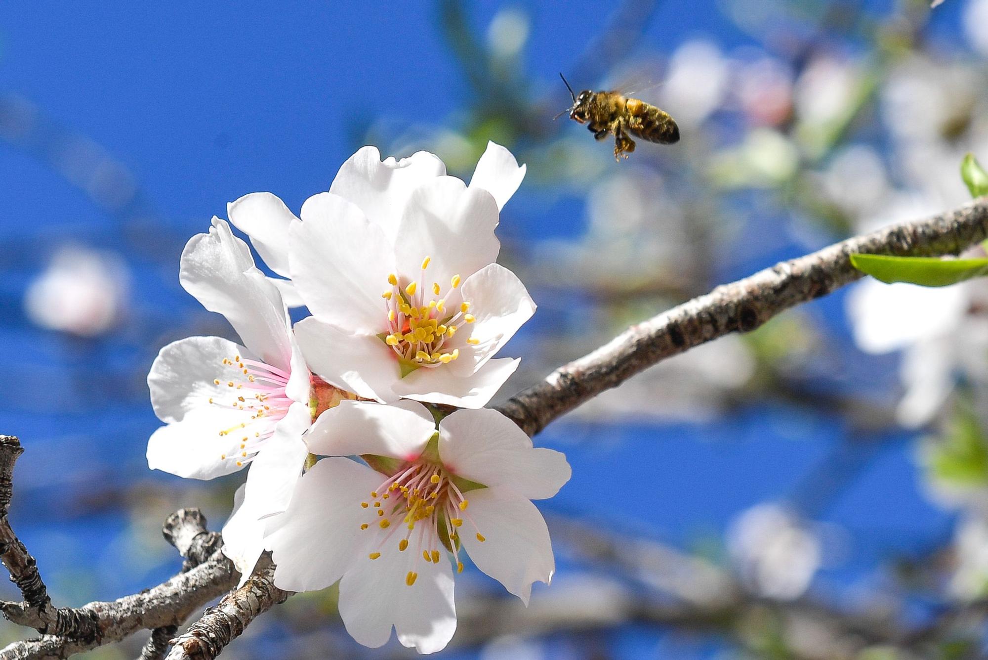 Almendros en flor en Tejeda