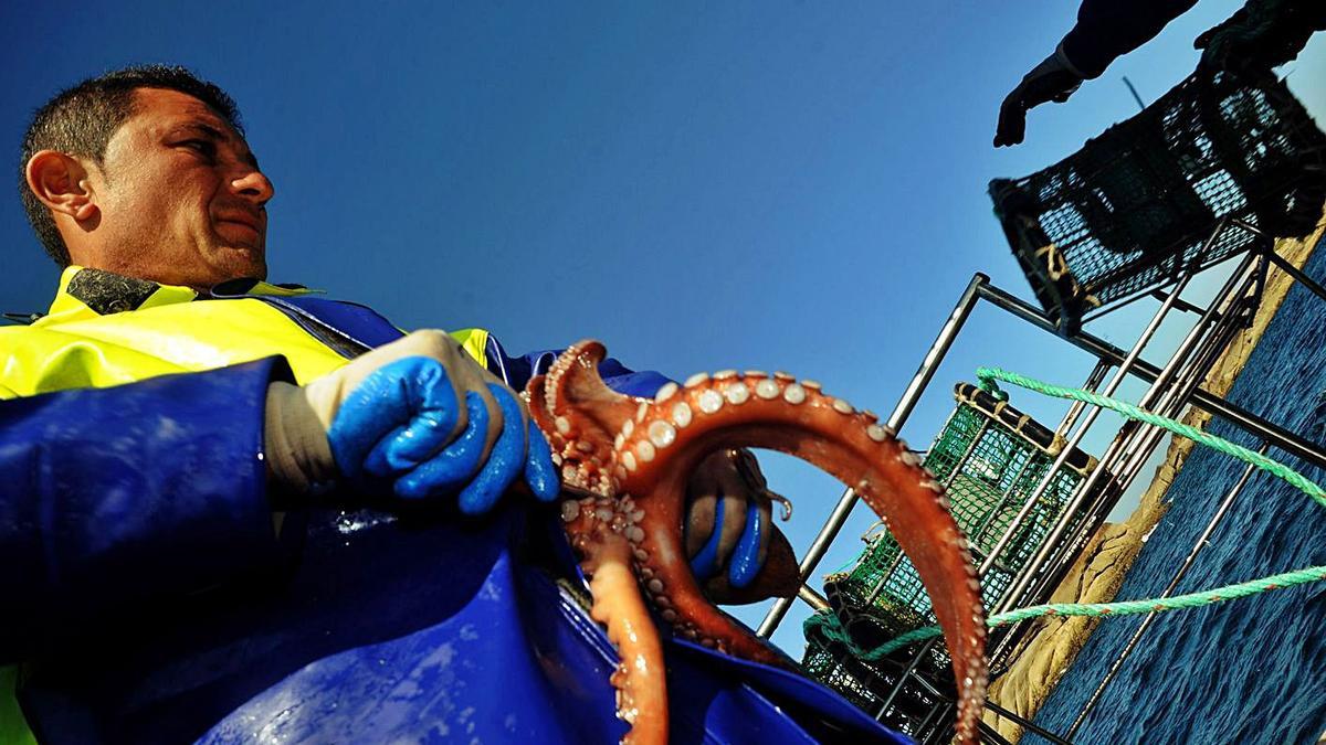 Un pescador con un pulpo recién capturado en sus nasas.