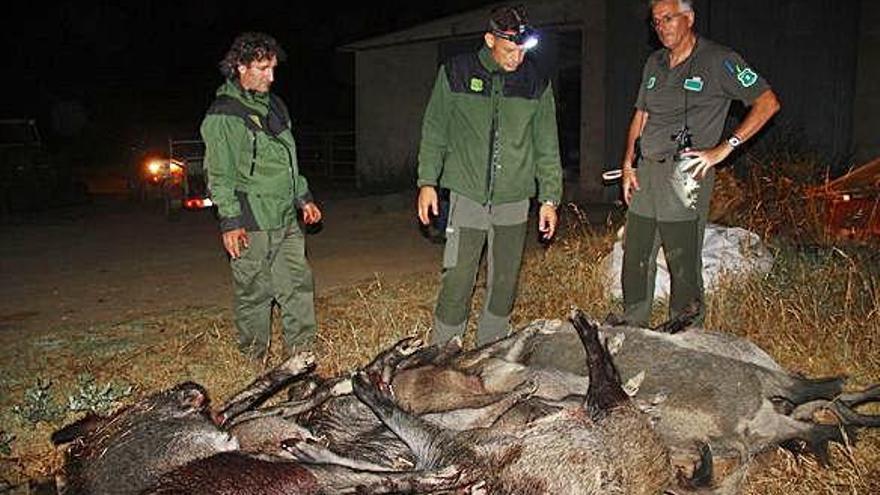 Senglars morts després d&#039;una cacera nocturna són revistats pels agents rurals.