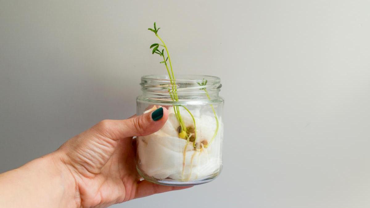 Cómo cultivar lentejas en casa: planta tus propias Lens culinaris