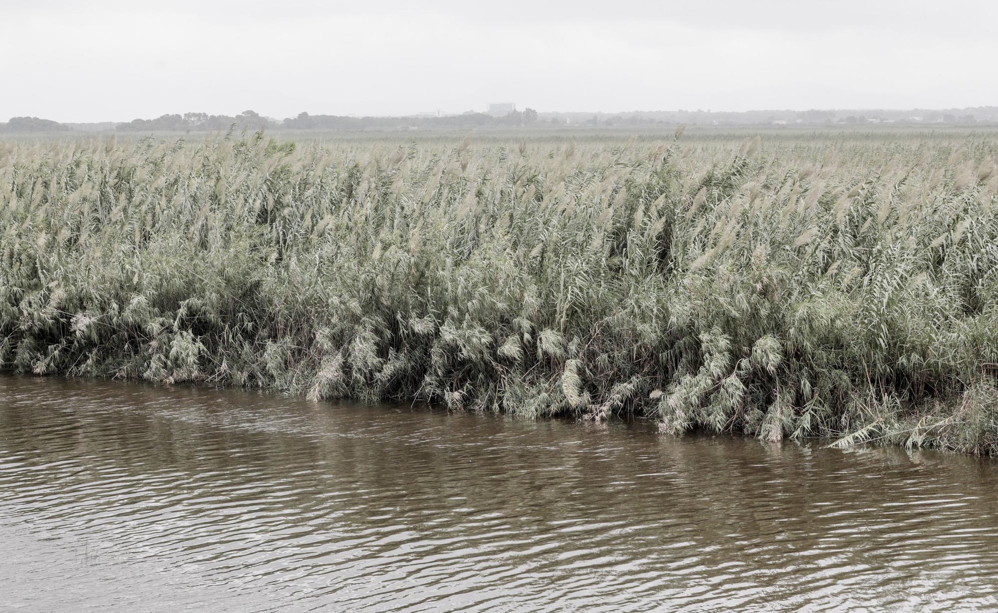 S'Albufera, un año después del incendio