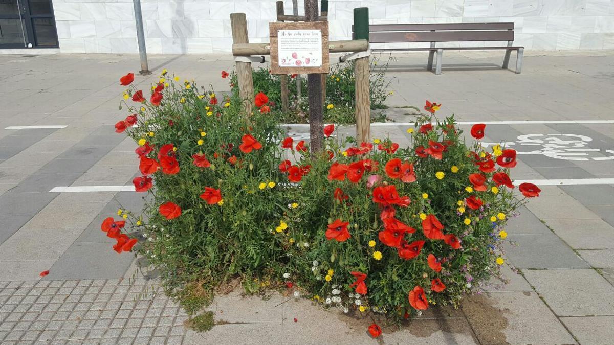 Alcorque plantado en una acera de la ciudad