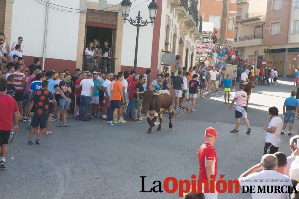 Última suelta de vacas en Moratalla