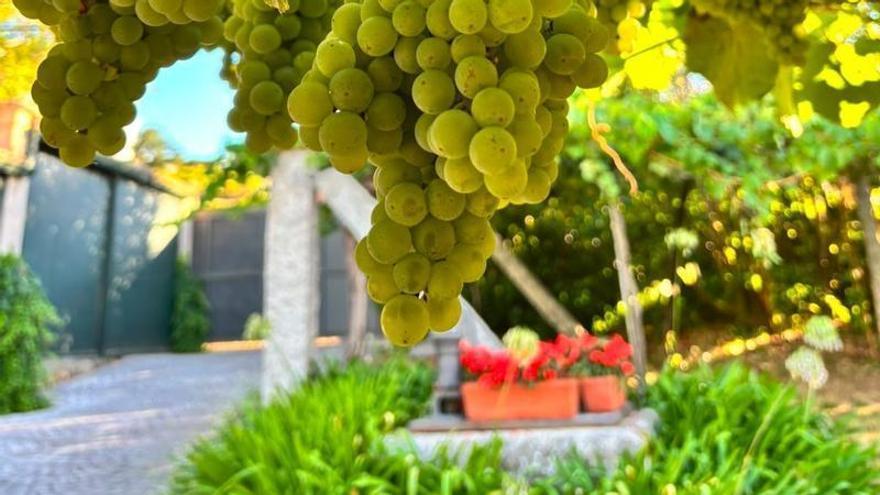 Rías Baixas prevé una cosecha de casi 50 millones de kilos de uva con inicio en agosto