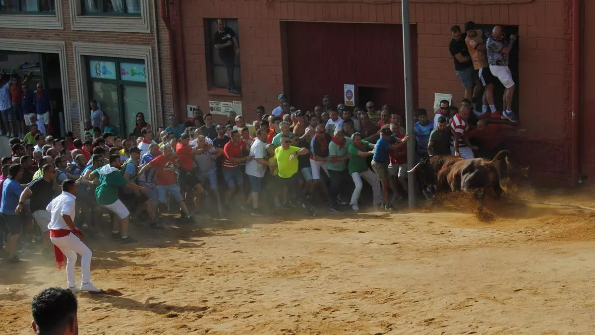 El torito del alba "Espléndido" se hace esperar, pero cumple con Benavente