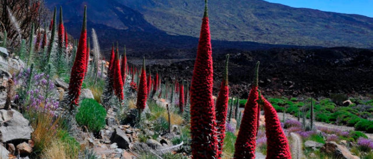 Población de tajinastes rojos en el Parque Nacional del Teide.