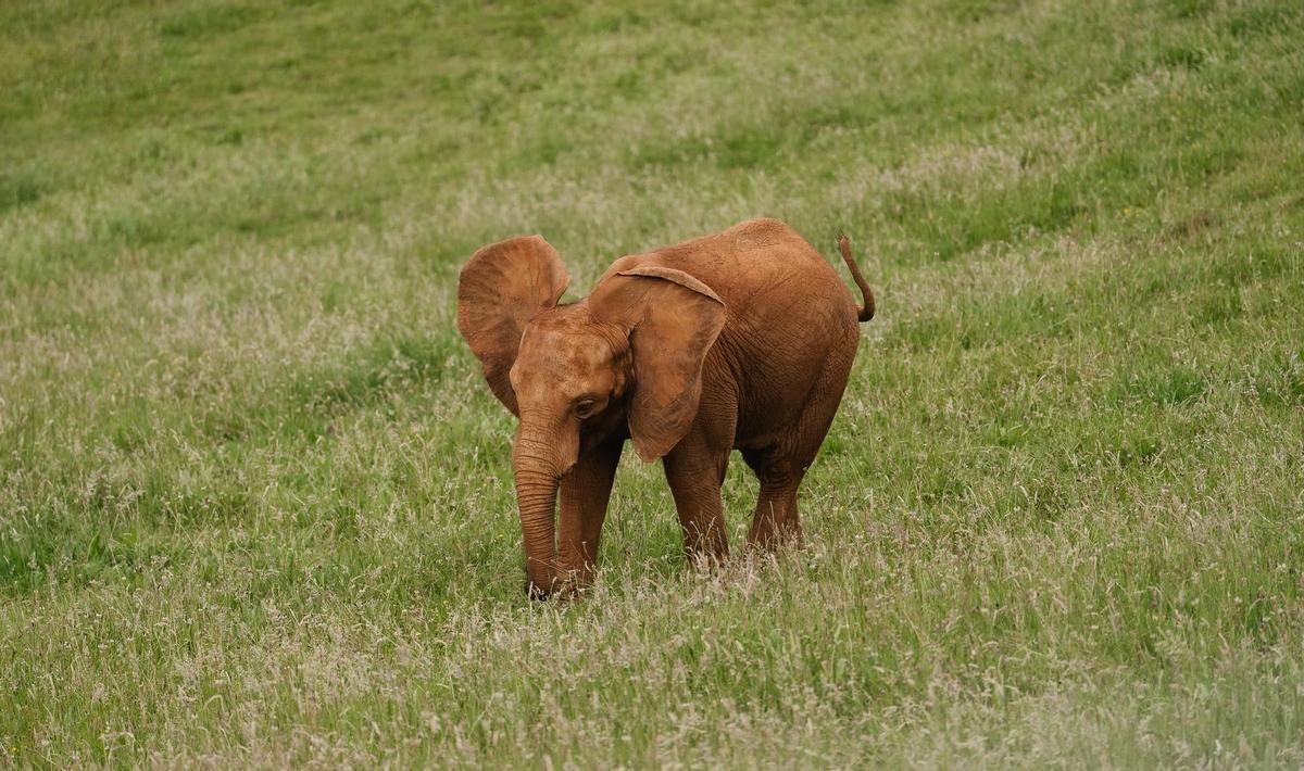 Uno de los 19 elefantes africanos que viven en la actualidad en el Parque de Cabárceno