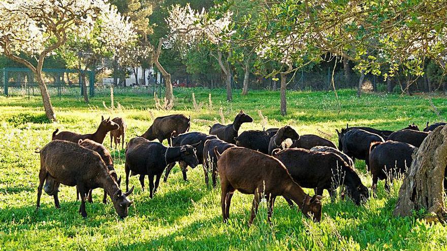 Los producos proceden de su propia explotación ganadera. | SERGIO G. CAÑIZARES