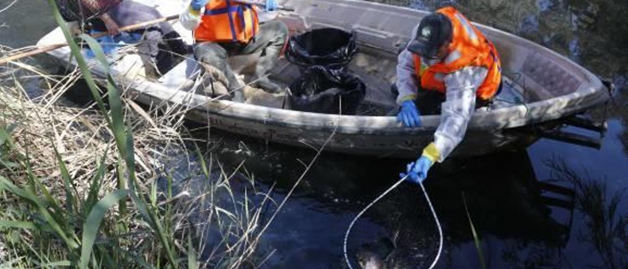 La CHJ atribuye al calor y al escaso caudal la mortandad de peces en el río Magro