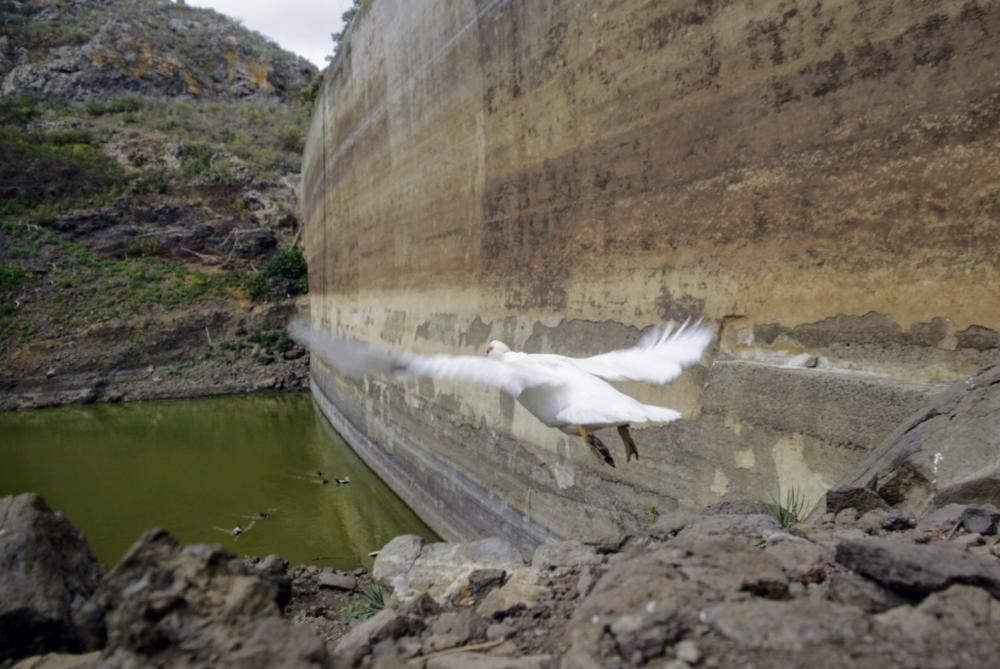 Embalses Valle Tabares y Tegueste