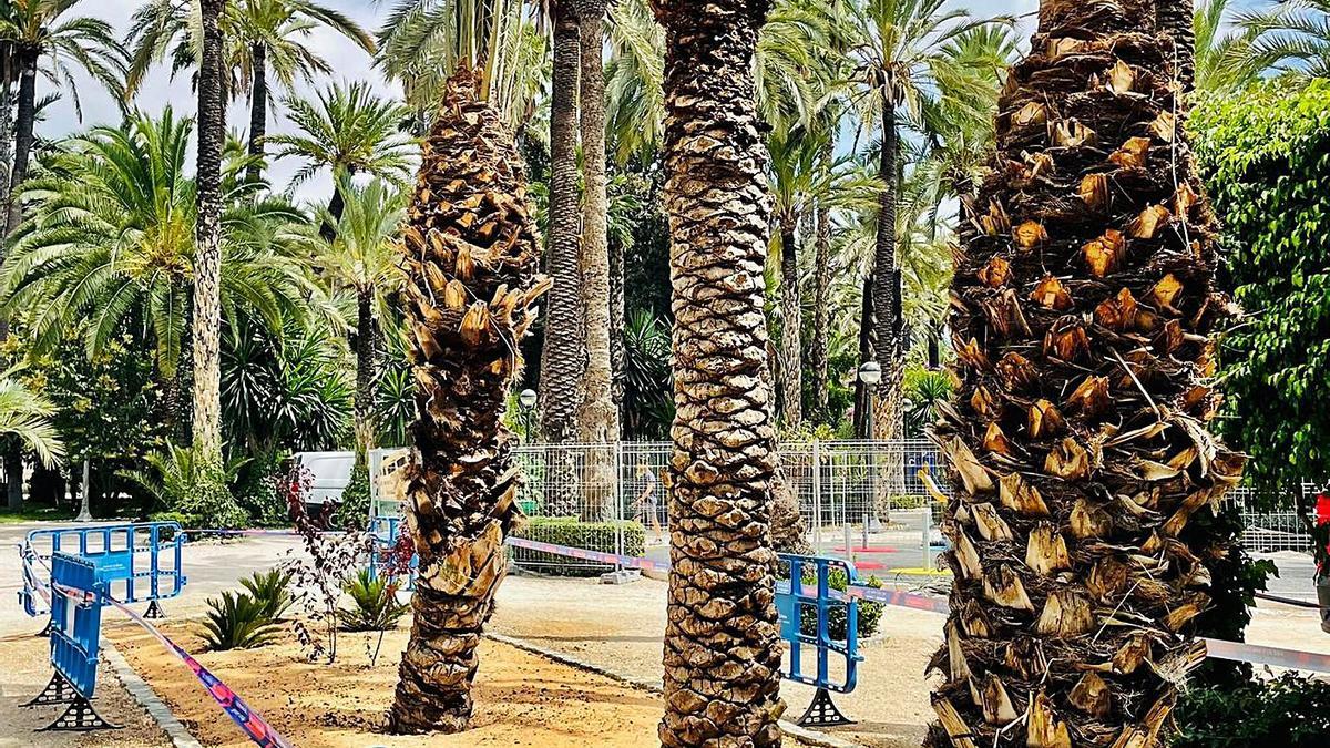 Las palmeras recientemente plantadas en el Parque Municipal. | INFORMACIÓN