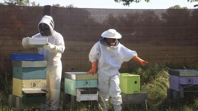 Francisco Alonso y Yurena Priego trabajando en la colmena.  | ARACELI SAAVEDRA