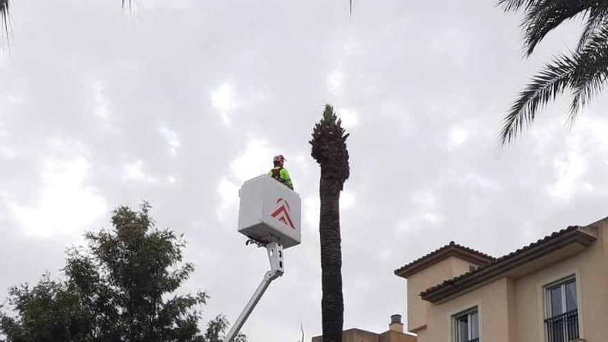 Vuelve el picudo rojo a Palma