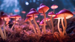 hongos mágicos de psilocibina